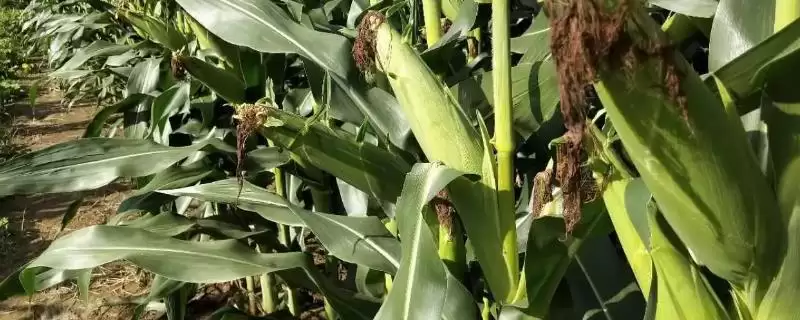 金创 893 玉米种子特征特性 ,金创 893 玉米平均生育期 114.8 天,产量咋样?-会东网