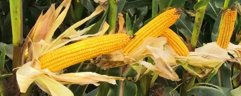大民3309玉米种子简介(大民3309玉米种子有何具体介绍)-会东网