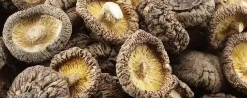 农村食用菌种植效益揭秘，香菇等品种成热门选择-会东网