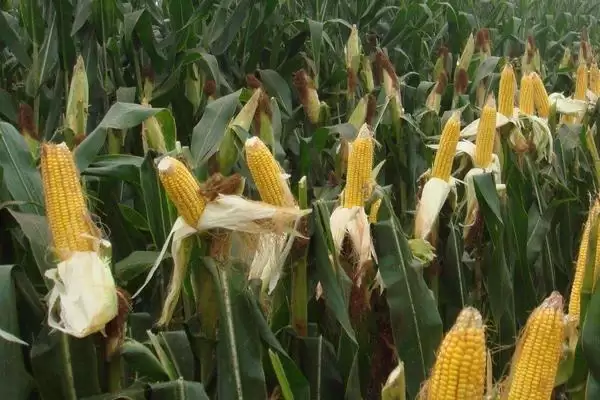 慧玉 3 号玉米种子简介 ,高抗大斑病的它有啥优势插图3 慧玉 3 号玉米种子简介 ,高抗大斑病的它有啥优势插图3