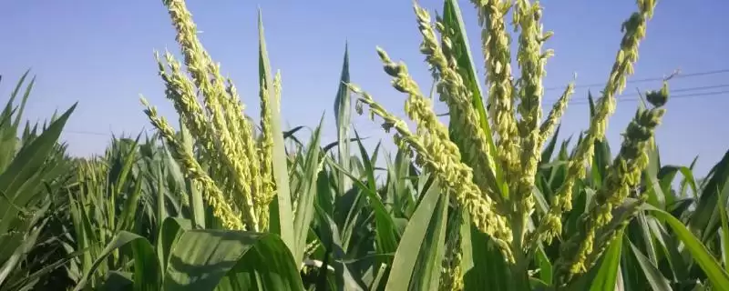 绿育黄粘527玉米品种特性揭秘，中等肥力地块栽培-会东网
