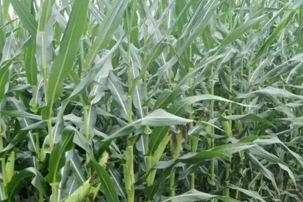农大683玉米种子特征曝光，中等肥力地块栽培要点插图1