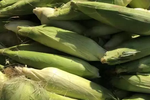 衡 110 玉米种子特征特性 ，生育期 104 天左右效益如何插图1