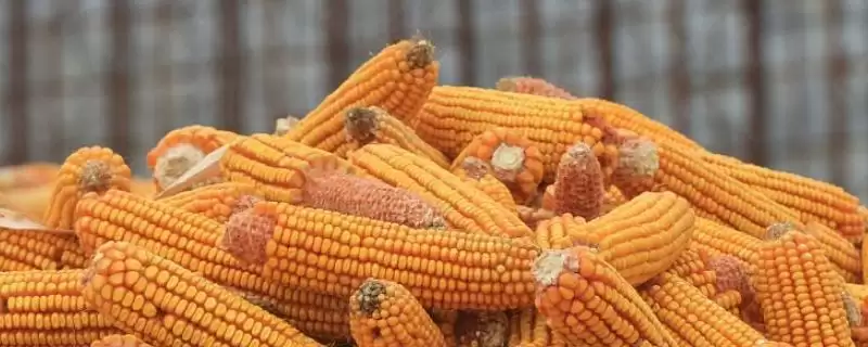 华耐甜玉 782 玉米种子特点 ，4 月中旬至 5 月上旬播种为啥-会东网
