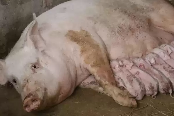 后备母猪配种口诀 ,母猪发呆配种受胎是真的吗插图2 后备母猪配种口诀 ,母猪发呆配种受胎是真的吗插图2