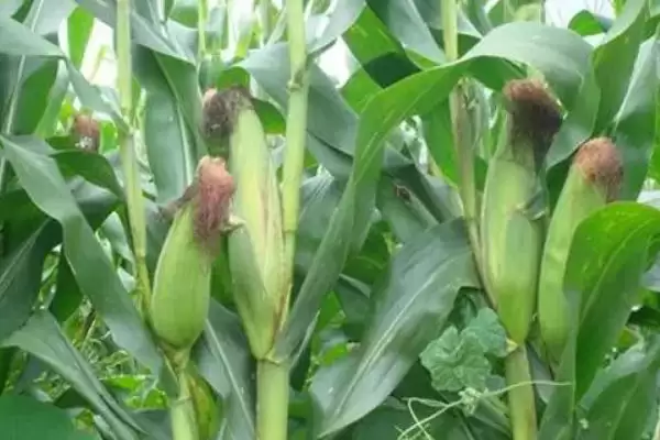 汇德 718 玉米种简介 ,夏播生育期 107 天效益如何插图1 汇德 718 玉米种简介 ,夏播生育期 107 天效益如何插图1