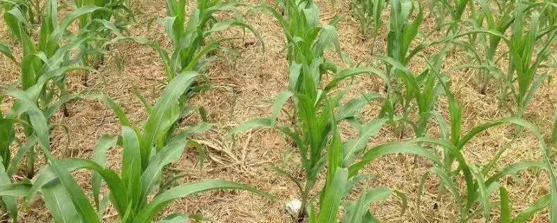 金瑞 88 玉米种子特征特性 ，金瑞 88 玉米高抗大斑病，种植风险大吗？-会东网
