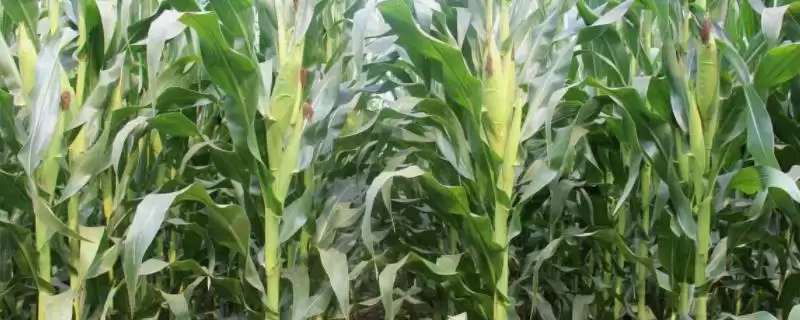 好日子 838 玉米种子简介 ，夏播 105 天的它效益如何-会东网