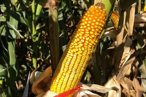 红育 2 号玉米品种简介 ，高抗穗腐病的红育 2 号产量高吗插图2