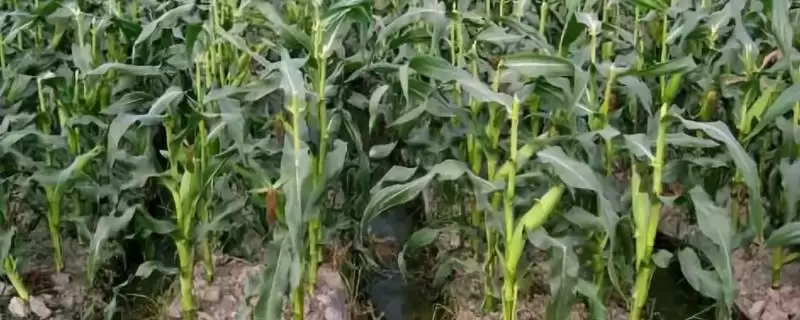 金艾 130 玉米种子简介 ,金艾 130 玉米中抗弯孢叶斑病,产量受影响吗?-会东网
