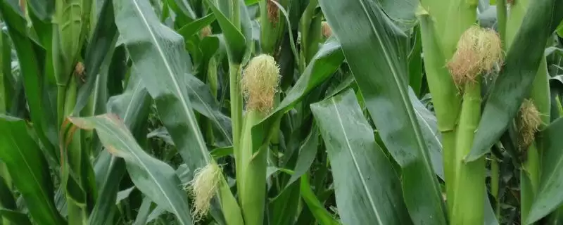 惠民 6202 玉米种子介绍 ，6 月初至 6 月中下旬播种合适吗-会东网