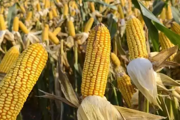 红单 10 号玉米种子介绍 ,102 – 126 天全生育期表现咋样插图1 红单 10 号玉米种子介绍 ,102 – 126 天全生育期表现咋样插图1