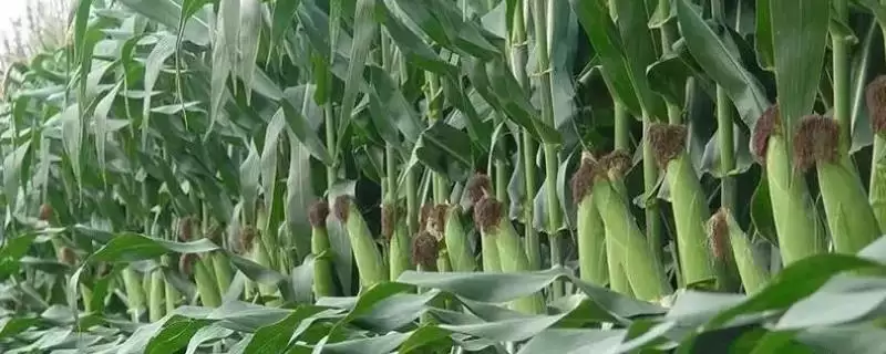 金玉 935 玉米品种简介 ，金玉 935 玉米大喇叭口期咋防玉米螟？-会东网