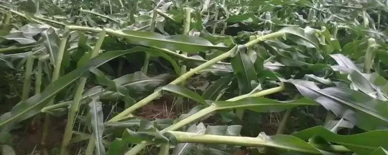 粮原388玉米品种亮相,防治矮花叶病要点全面解读-会东网