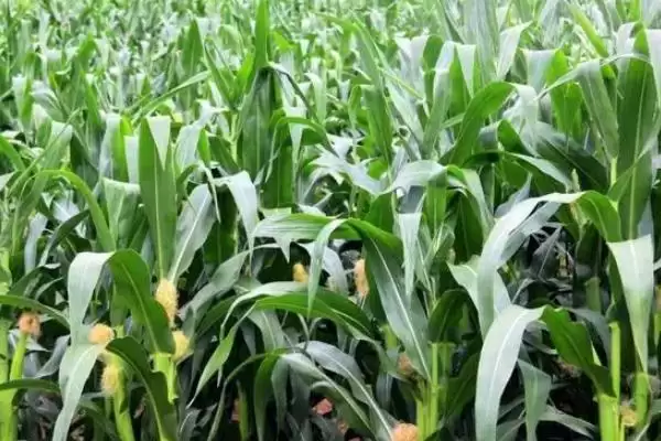 济玉 668 玉米种简介 ,济玉 668 玉米为啥 6 月上中旬播种?插图1 济玉 668 玉米种简介 ,济玉 668 玉米为啥 6 月上中旬播种?插图1