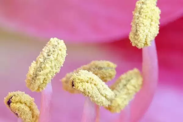 花粉是雌配子还是雄配子 ，花粉产生雄配子的原理是啥插图1