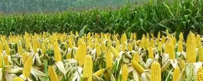 惠农青 5 号玉米品种的特性 ，苗期咋防惠农青 5 号地老虎-会东网