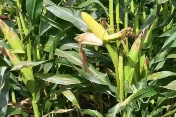 金岛 818 玉米种简介 ，金岛 818 玉米株型半紧凑有啥好处？插图1