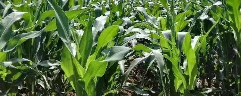 国欣 175 玉米品种简介 ，咋及时防治国欣 175 田间杂草-会东网