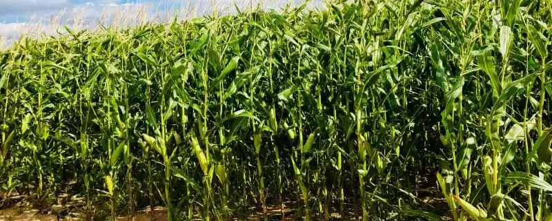 衡玉 7182 玉米种子介绍 ,5000 株 亩密度种植可行吗-会东网