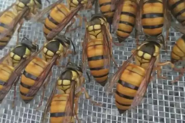 胡蜂的种类 ,金环胡蜂等常见种类有啥区别插图6 胡蜂的种类 ,金环胡蜂等常见种类有啥区别插图6