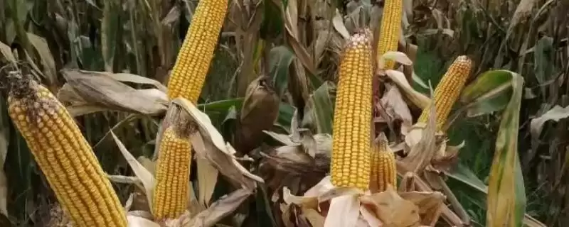 吉兆 6 号玉米种简介 ，吉兆 6 号玉米为啥密度 4500 株／亩左右？-会东网