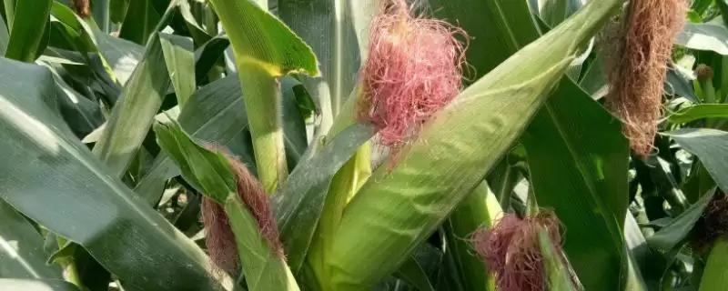 禾玉 604 玉米种子特征特性 ,夏播青贮 103 天效益如何-会东网