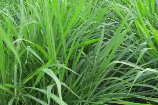 牧草饲料贮藏方法揭秘，搭建平台贮藏要点解读插图3