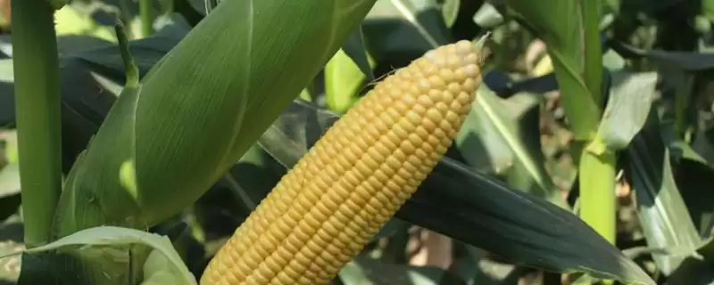 金苹果 877 玉米种子特点 ，金苹果 877 玉米咋有效防地下害虫？-会东网