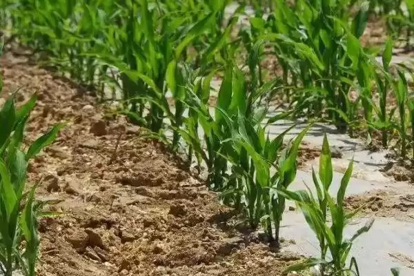 黄羊 198 玉米品种简介 ,4 月下旬至 5 月上旬播种合适吗插图3 黄羊 198 玉米品种简介 ,4 月下旬至 5 月上旬播种合适吗插图3