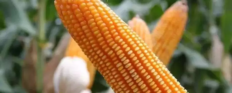 金丰德 12 玉米种子特点 ，金丰德 12 玉米为啥适宜中上等肥力地块？-会东网