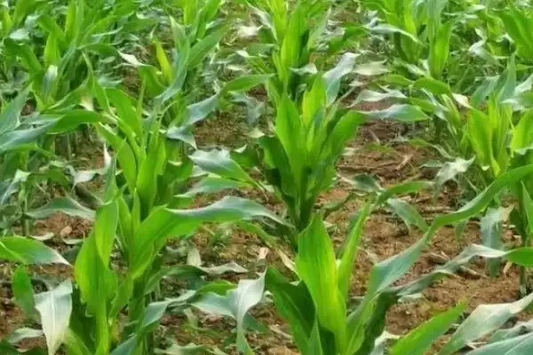 金茂甜 6 号玉米品种的特性 ，金茂甜 6 号玉米每亩定植 3200 – 3500 株，合理吗？插图2