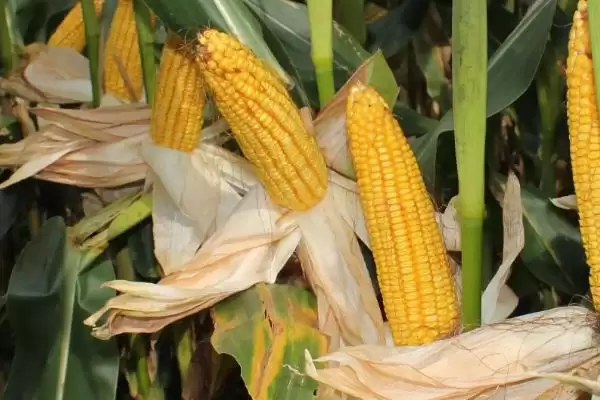 禾硕 107 玉米种简介 ,种子包衣防地下害虫咋操作插图3 禾硕 107 玉米种简介 ,种子包衣防地下害虫咋操作插图3