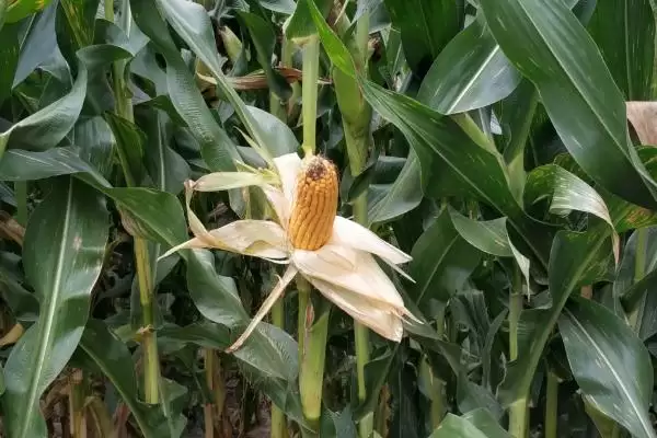 金玉 509 玉米品种简介 ，金玉 509 玉米春播 115 天，表现如何？插图2