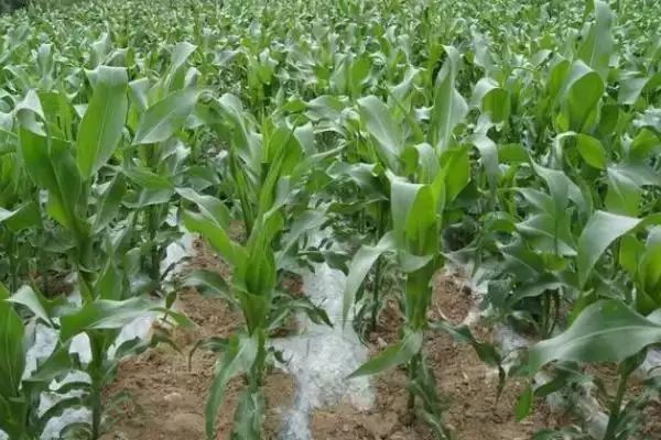 黄羊 198 玉米品种简介 ,4 月下旬至 5 月上旬播种合适吗插图1 黄羊 198 玉米品种简介 ,4 月下旬至 5 月上旬播种合适吗插图1