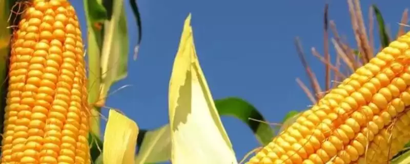 金富 36 玉米种子特点 ,金富 36 玉米密度 3500 株/亩,合理吗?-会东网