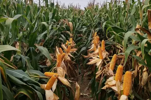 禾丰饲玉 6 号玉米种子介绍 ，4500 株  亩密度种植有啥优势插图3