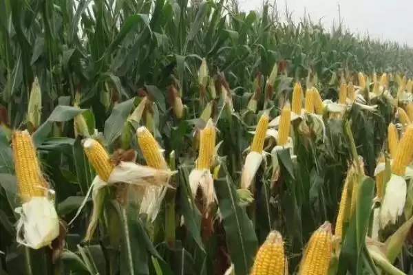 衡玉 7182 玉米种子介绍 ,5000 株 亩密度种植可行吗插图2 衡玉 7182 玉米种子介绍 ,5000 株 亩密度种植可行吗插图2