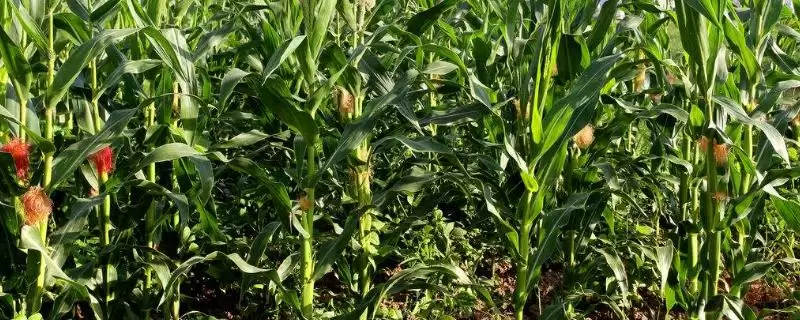 华科 100 玉米种子简介 ，华科 100 玉米要注意防治啥-会东网
