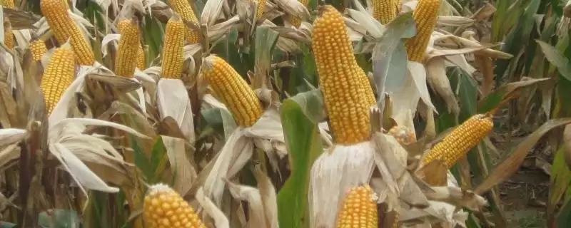 吉禹 580 玉米品种简介 ，吉禹 580 玉米中抗穗腐病，产量受影响吗？-会东网
