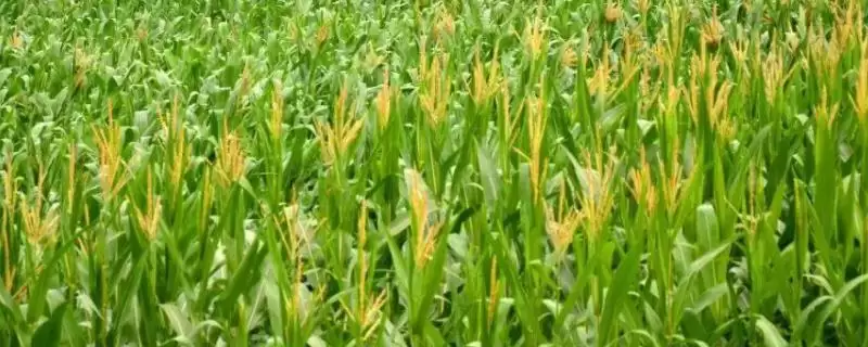 禾玉 158 玉米种子特点 ,中抗大斑病的禾玉 158 优势在哪-会东网