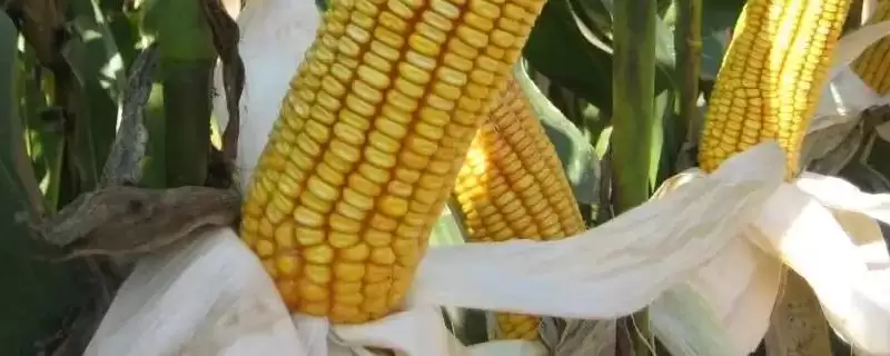 和恒 558 玉米种子特点 ，中抗腐霉茎腐病的它有啥优势-会东网