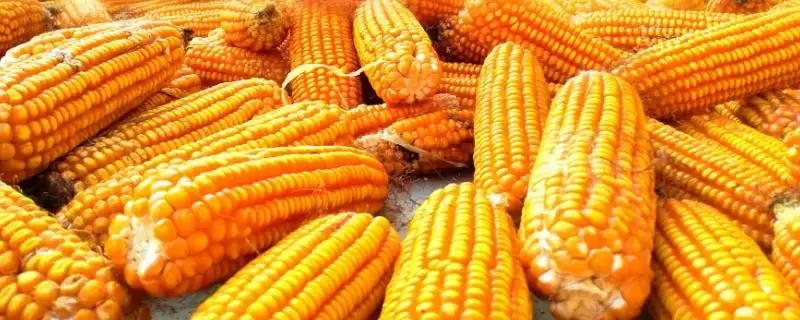 佳禾玉 1 号玉米种子特点 ，佳禾玉 1 号玉米中抗大斑病，产量受影响吗？-会东网