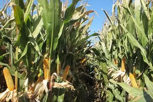 金世 666 玉米种子简介 ，金世 666 玉米中抗灰斑病，种植风险大吗？插图2