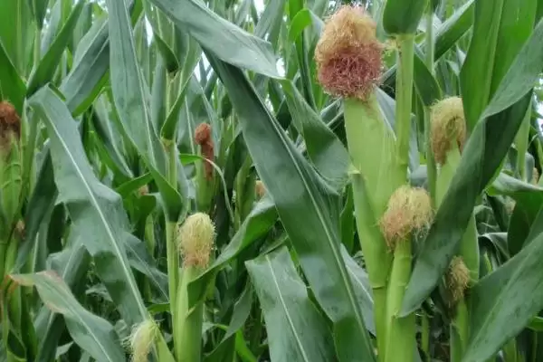 吉农大 598 玉米种子特点 ，吉农大 598 玉米中抗穗腐病，优势在哪？插图2