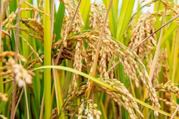 农村食用菌种植效益揭秘，香菇等品种成热门选择插图10