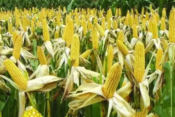 京科甜179玉米种亮相，鲜食型甜玉米品种定位要点公布插图4