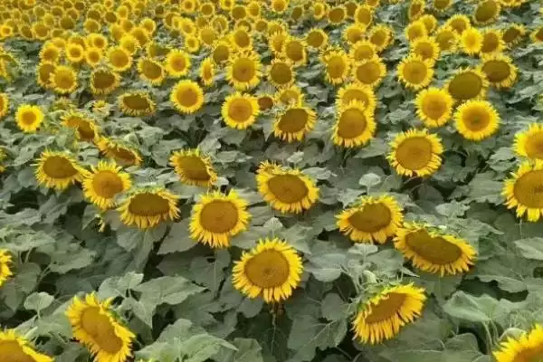 湖北农村种什么比较赚钱 ，秋葵种植收益为啥可观插图5