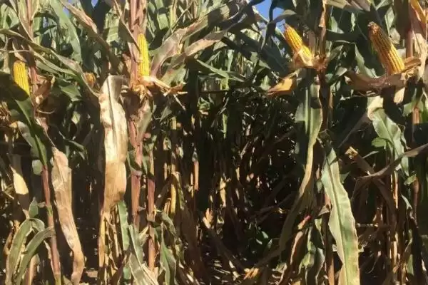 宏育 416 玉米种子简介 ，选中等以上肥力地种它合适吗插图3