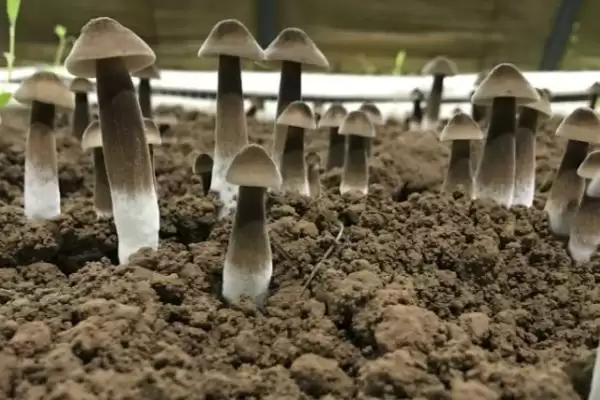 鸡枞菌的种植方法 ，用这方法种鸡枞菌能高产吗插图1